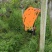 四川眉山猕猴桃水泥柱，高度2.4米，四根钢筋