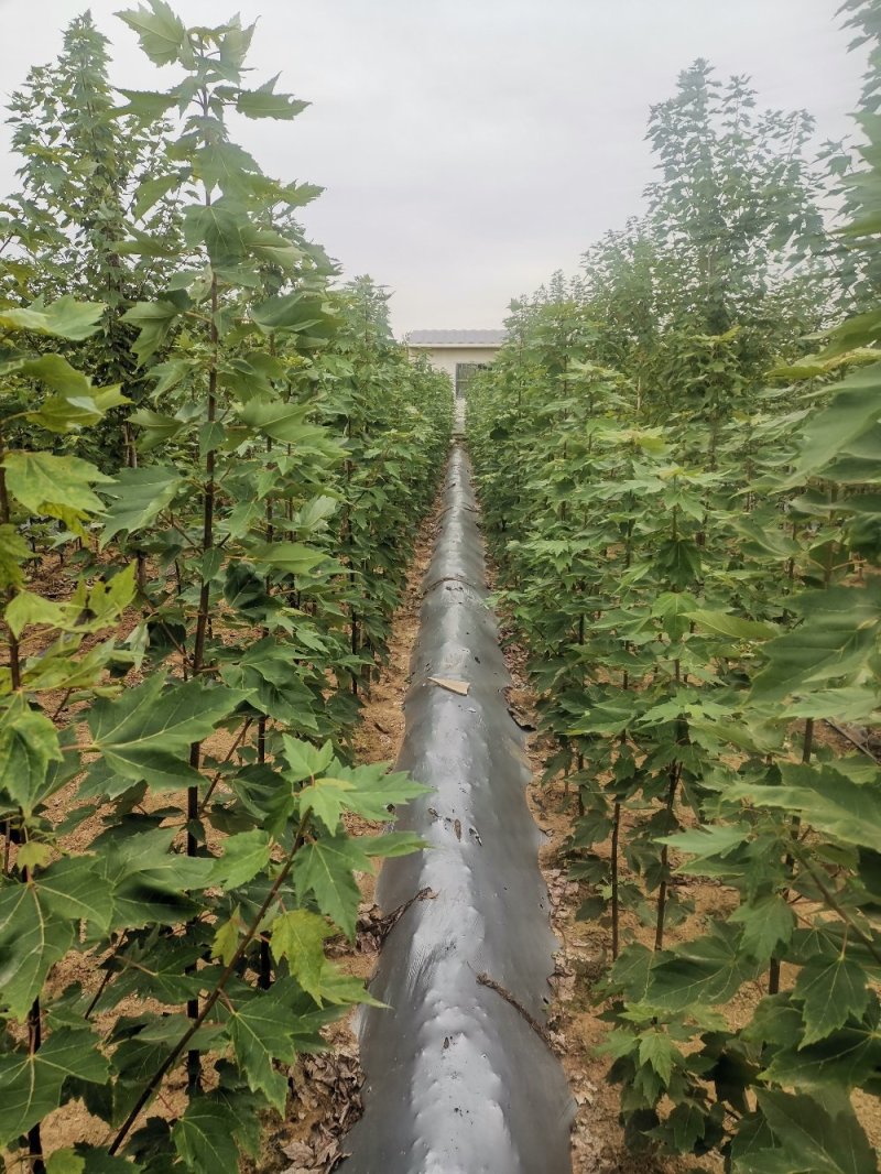 美国红冠红枫