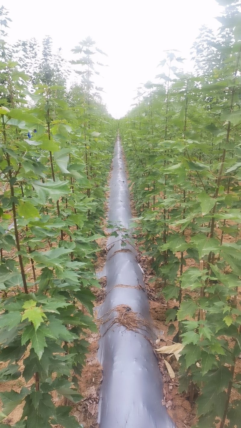 美国红冠红枫