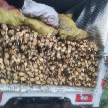 3735割荷杆，短节无虫眼
