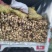 3735割荷杆，短节无虫眼