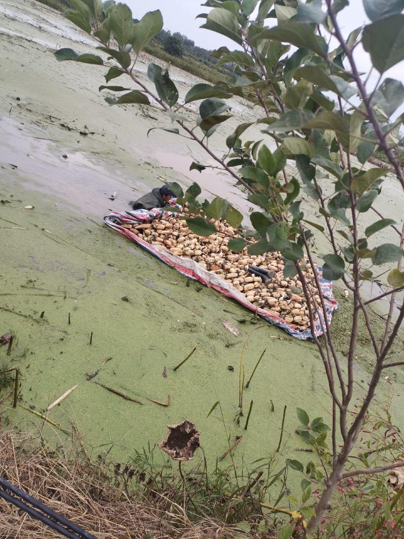 3735割荷杆，短节无虫眼