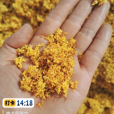桂花茶，桂花干，自产自销。