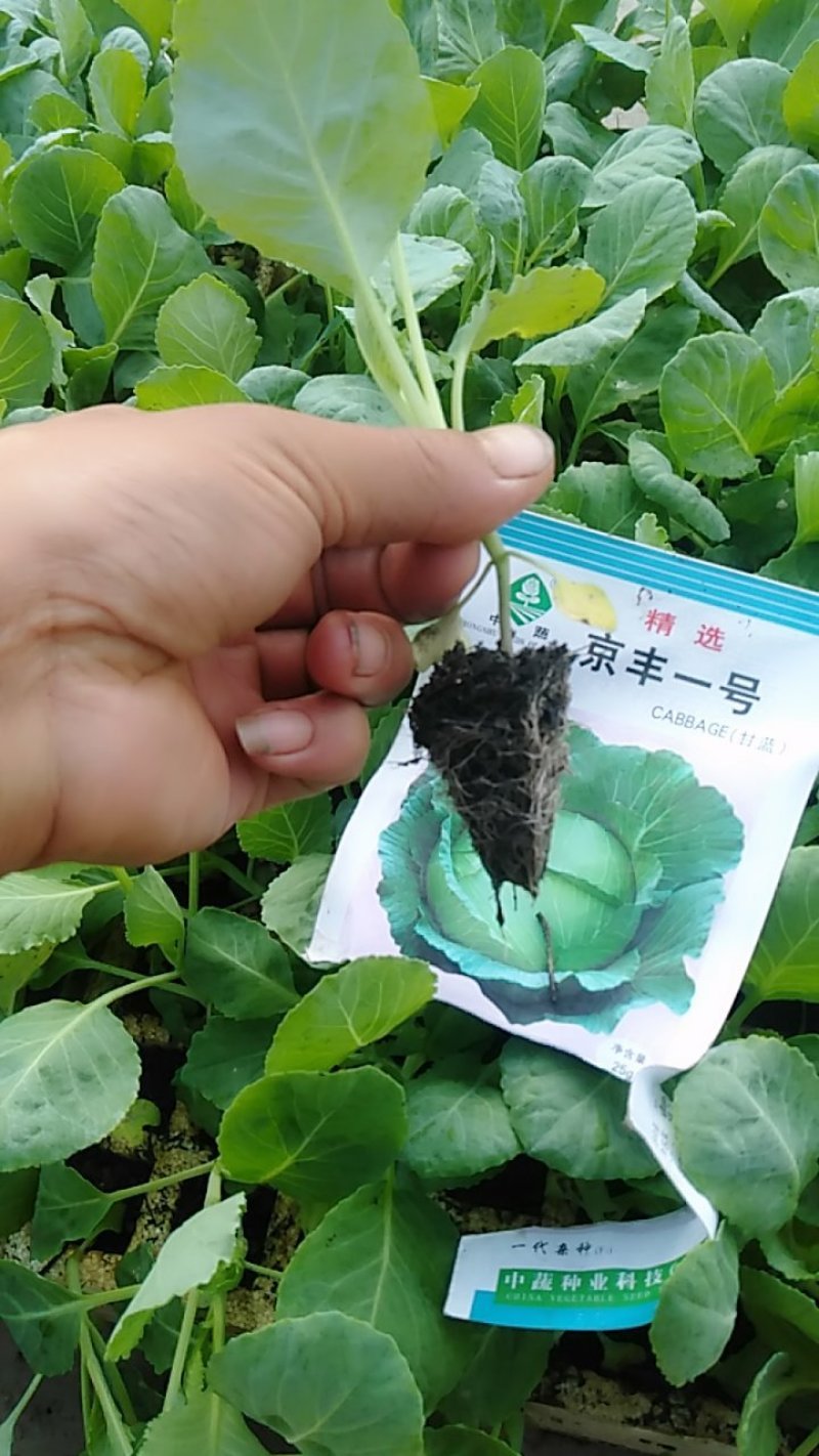 甘蓝苗，欢迎各位下单，可以互相学习农业，要的是品种好，