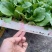 甘蓝苗，欢迎各位下单，可以互相学习农业，要的是品种好，