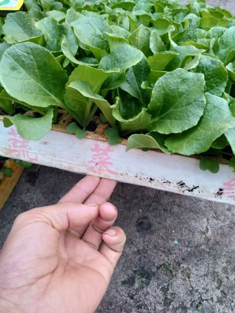 甘蓝苗，欢迎各位下单，可以互相学习农业，要的是品种好，