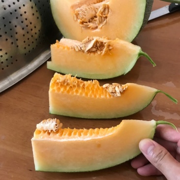 耀龙25号青皮哈密瓜大量货源产地实力代办