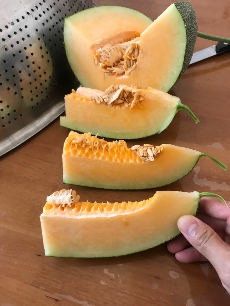 耀龙25号青皮哈密瓜大量货源产地实力代办