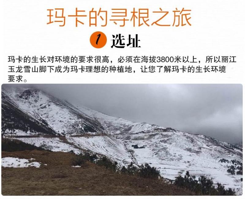 丽江玉龙雪山3500米海拔新货黑玛卡黑玛卡片量大从优
