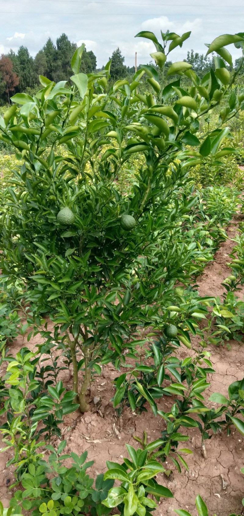 春见苗(耙耙柑苗)基地直供，品种纯正，量大从优