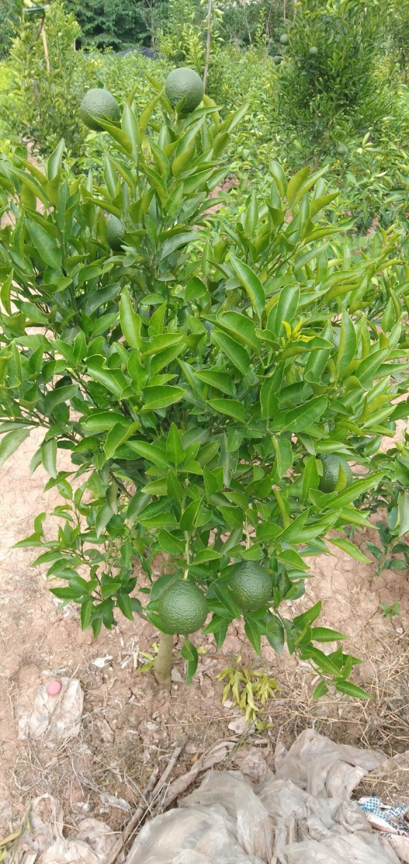 春见苗(耙耙柑苗)基地直供，品种纯正，量大从优