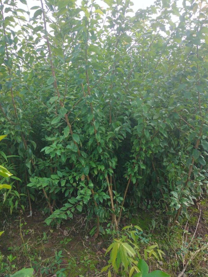 晚熟李子苗青脆李苗李子苗苗圃直发隔年挂果