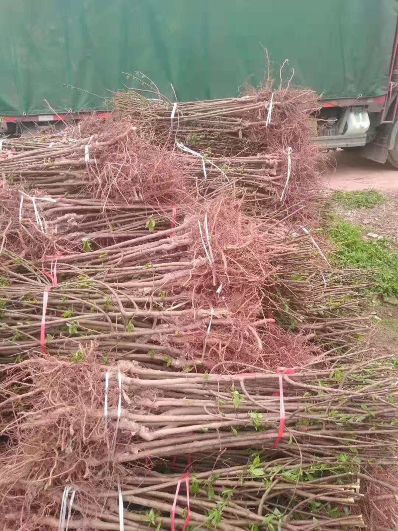 晚熟李子苗青脆李苗李子苗苗圃直发隔年挂果