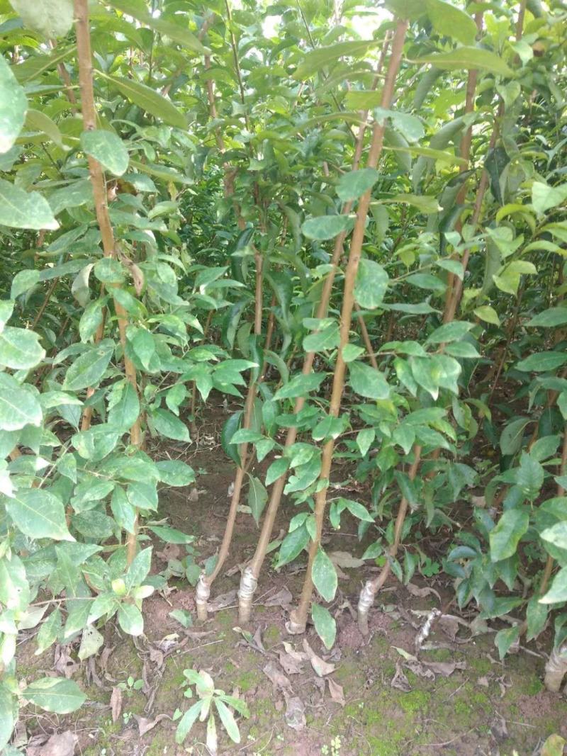 晚熟李子苗青脆李苗李子苗苗圃直发隔年挂果