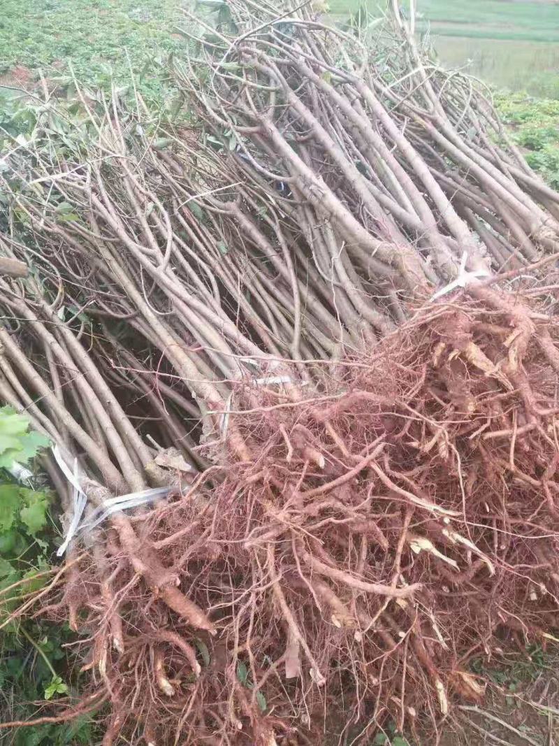 晚熟李子苗青脆李苗李子苗苗圃直发隔年挂果