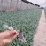 菜花苗，产地直发，货源充足，量大从优欢迎来电咨询