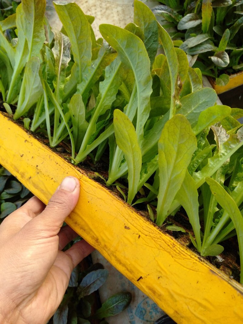 菜花苗，产地直发，货源充足，量大从优欢迎来电咨询
