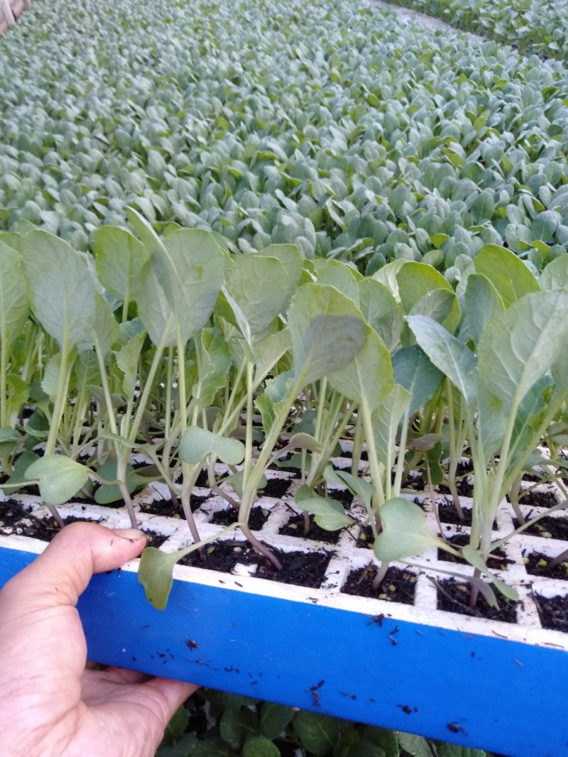 菜花苗，产地直发，货源充足，量大从优欢迎来电咨询