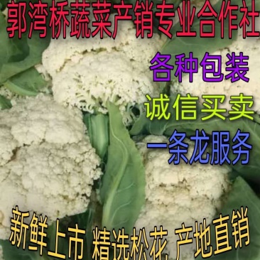松花白面青梗，白菜花，基地直供，专业诚信代办！