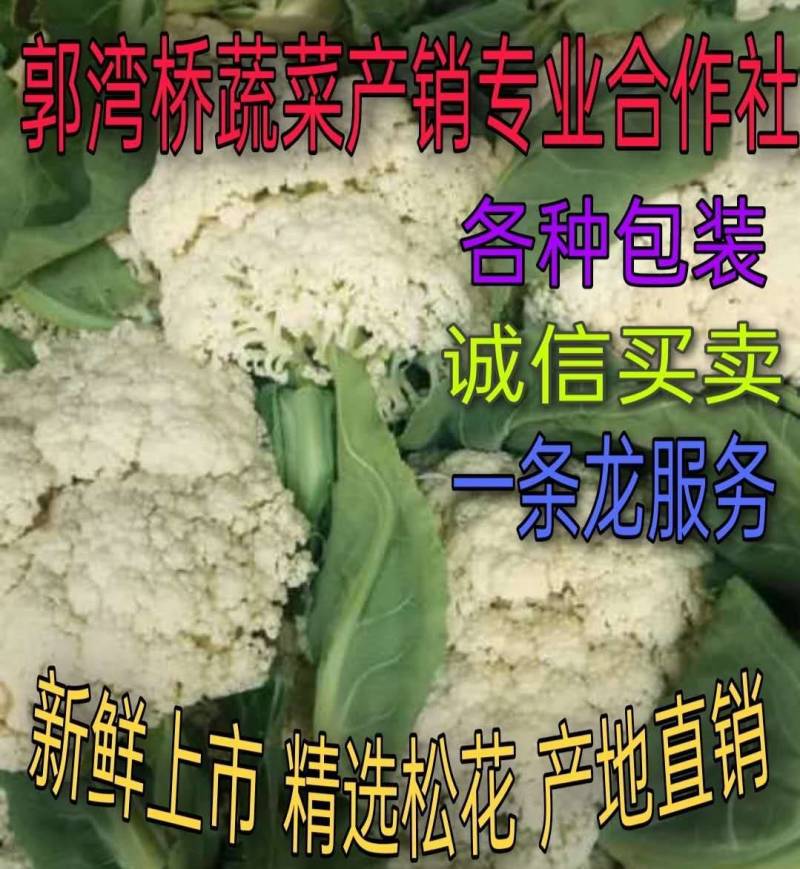 松花白面青梗，白菜花，基地直供，专业诚信代办！