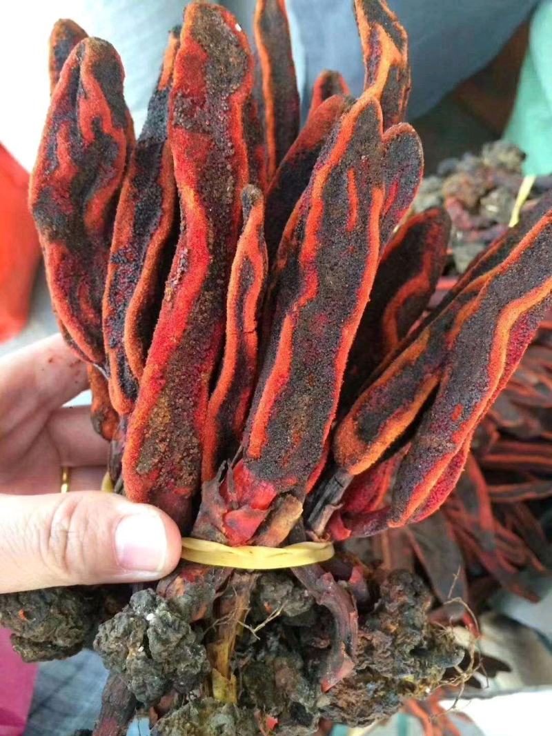 回春草新货干货量大议价一手货源
