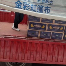 常年批发精品香蕉，无水烂，无硬心，无黑心，无黑把子，，，