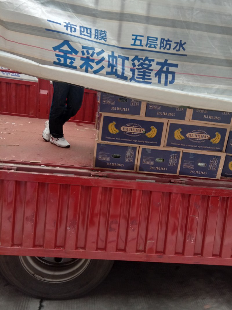 常年批发精品香蕉，无水烂，无硬心，无黑心，无黑把子，，，