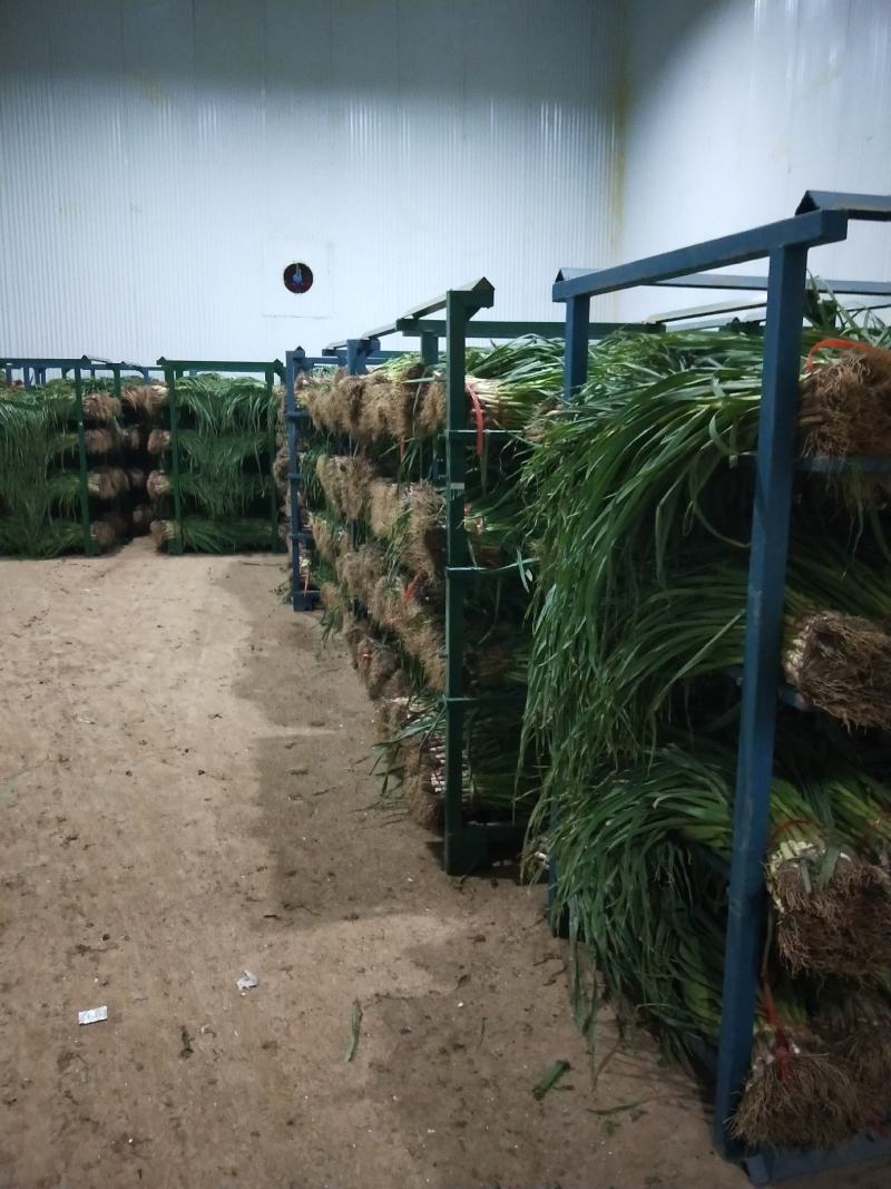 精品高原特色红根蒜苗