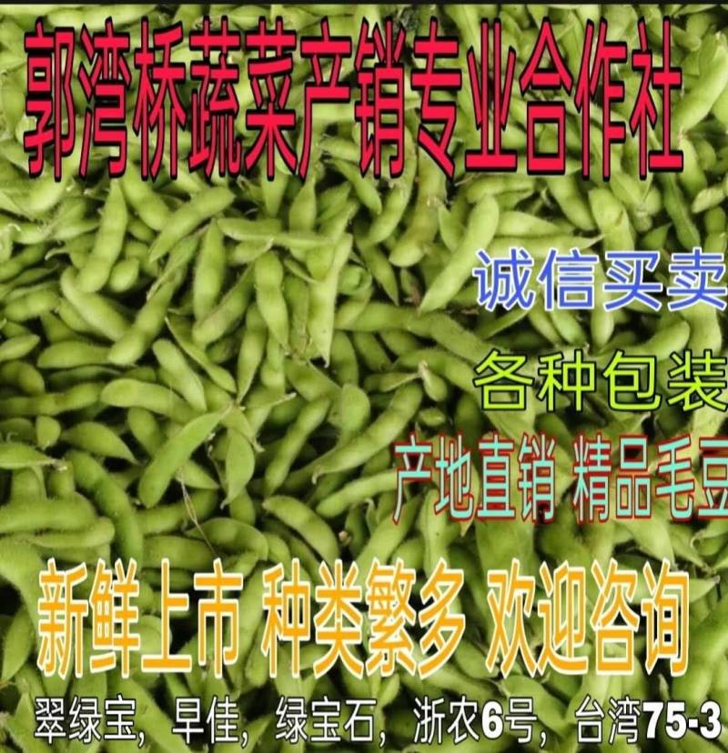 加工厂毛豆台湾75-3基地直供，可视频看货！
