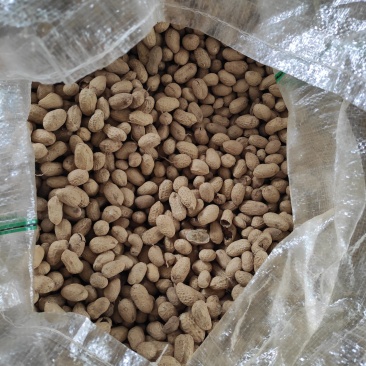 花生精果—风选精果，带壳花生，质量如图，