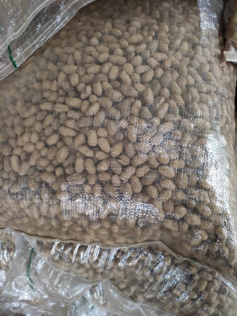 花生精果—风选精果，带壳花生，质量如图，