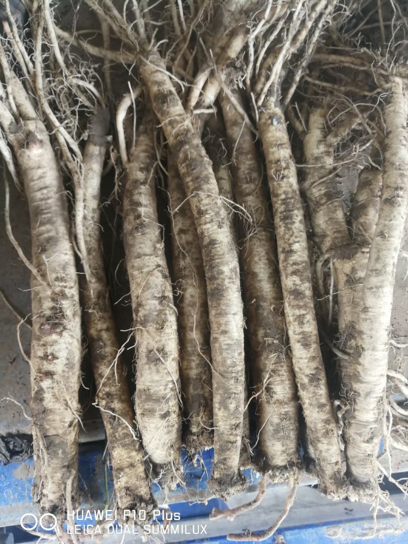 白条党参鲜货，产地供货，自产自销，现挖随卖