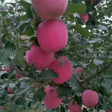 甘肃会宁关川砂田苹果