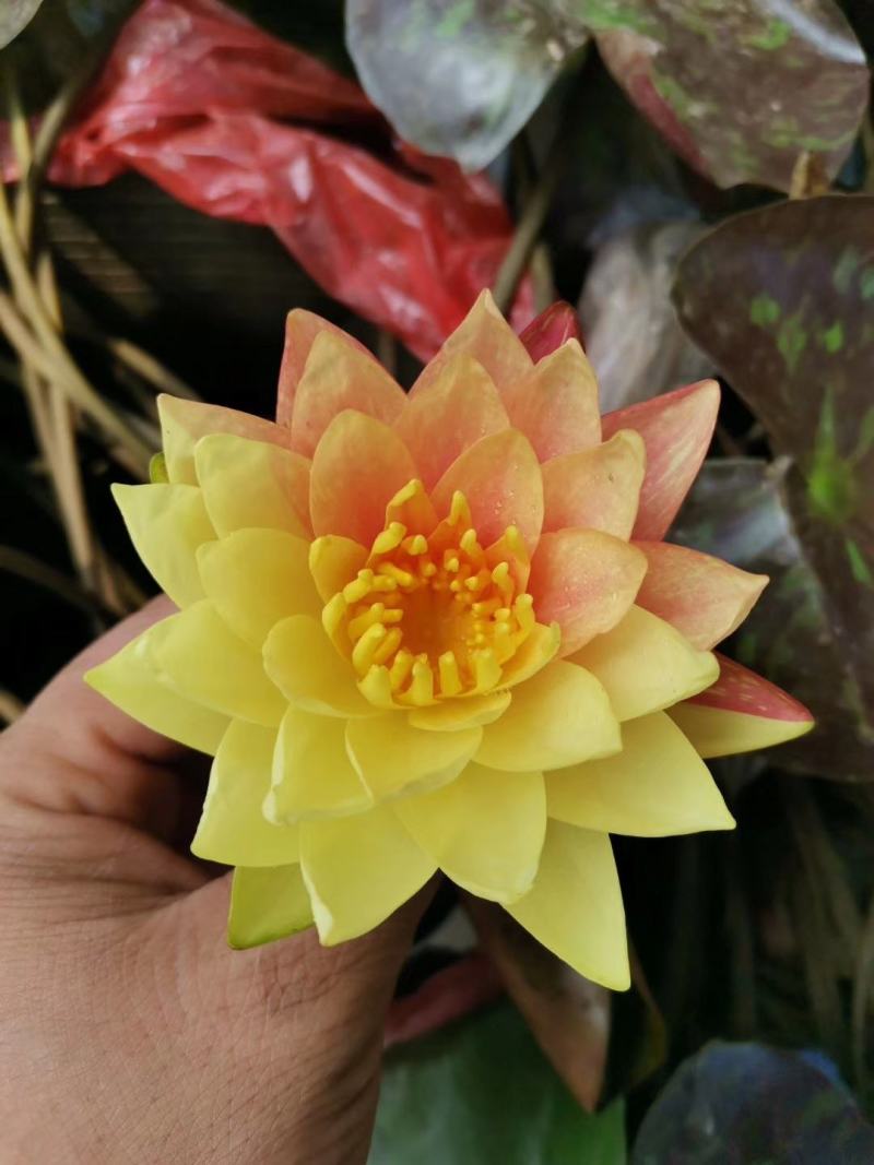 水生植物沉水植物挺水植物荷花苗芦苇苗睡莲苗，萍逢草荇菜