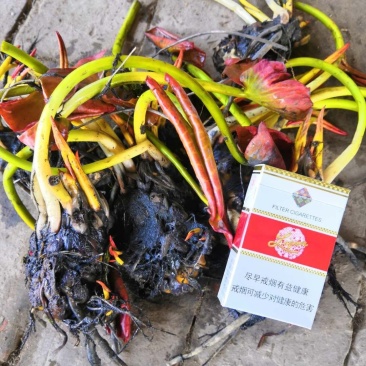 水生植物沉水植物挺水植物荷花苗芦苇苗睡莲苗，萍逢草荇菜