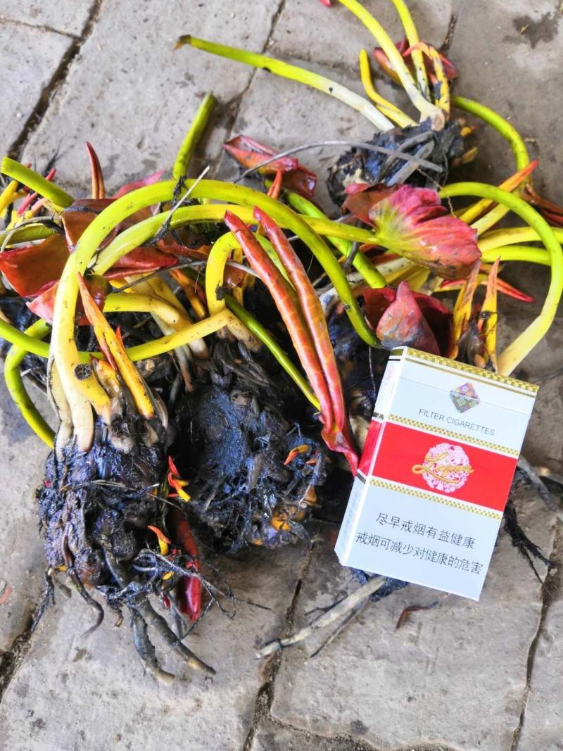 水生植物沉水植物挺水植物荷花苗芦苇苗睡莲苗，萍逢草荇菜