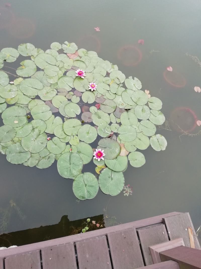 水生植物沉水植物挺水植物荷花苗芦苇苗睡莲苗，萍逢草荇菜