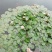 水生植物沉水植物挺水植物荷花苗芦苇苗睡莲苗，萍逢草荇菜
