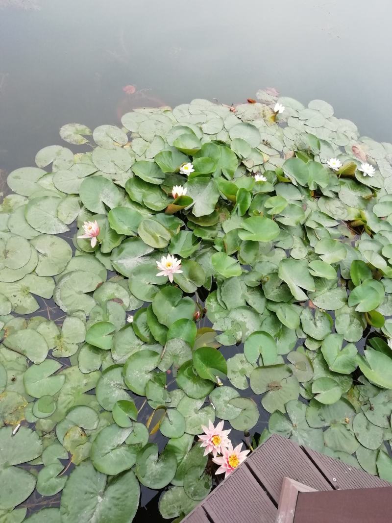 水生植物沉水植物挺水植物荷花苗芦苇苗睡莲苗，萍逢草荇菜