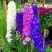 大花混色飞燕草种子阳台庭院花海四季易种花籽绿植进口翠雀
