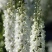 大花混色飞燕草种子阳台庭院花海四季易种花籽绿植进口翠雀