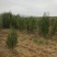 定植侧柏1.5米1.8米2米土球苗量大自产自销