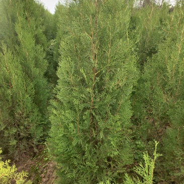 定植侧柏1.5米1.8米2米土球苗量大自产自销