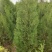 定植侧柏1.5米1.8米2米土球苗量大自产自销