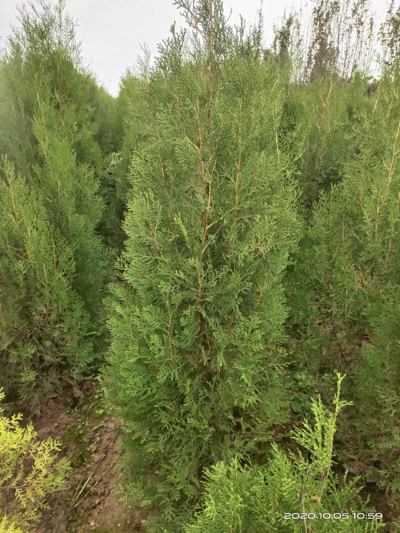 定植侧柏1.5米1.8米2米土球苗量大自产自销
