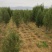 定植侧柏1.5米1.8米2米土球苗量大自产自销