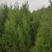 定植侧柏1.5米1.8米2米土球苗量大自产自销