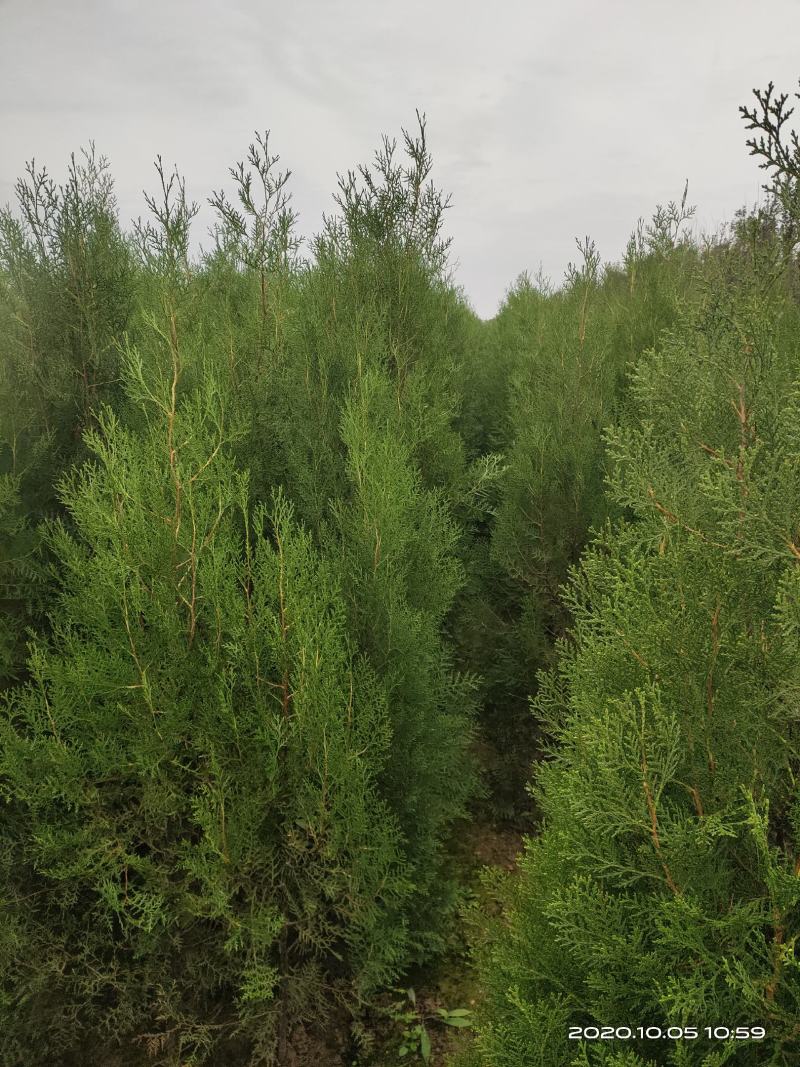 定植侧柏1.5米1.8米2米土球苗量大自产自销