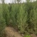 定植侧柏1.5米1.8米2米土球苗量大自产自销