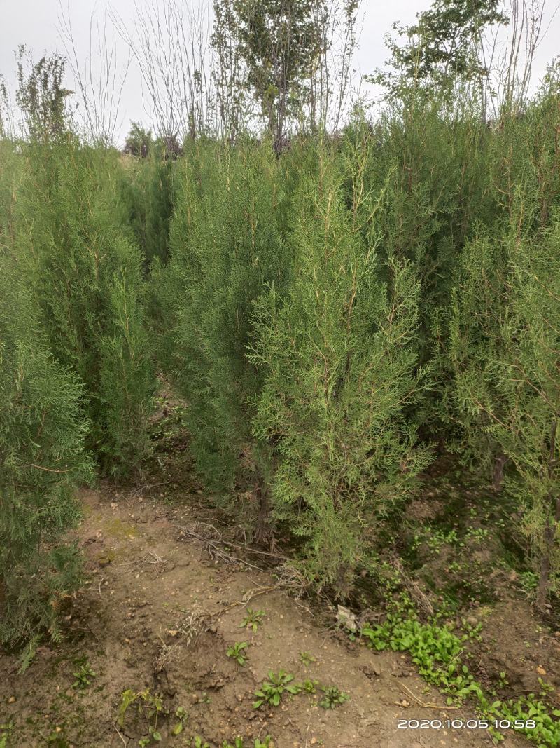 定植侧柏1.5米1.8米2米土球苗量大自产自销